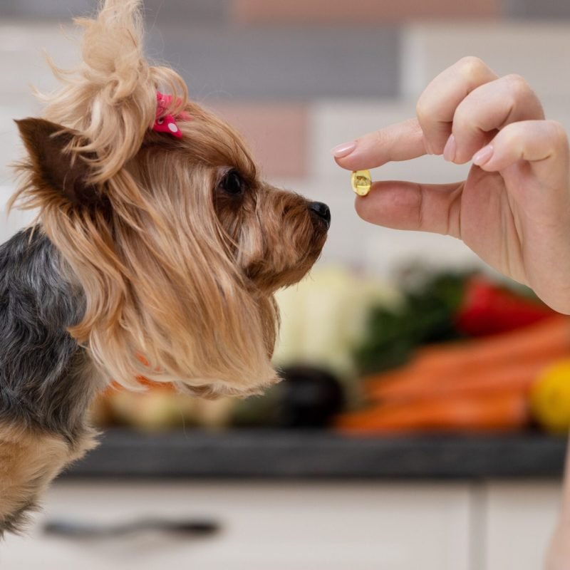 Female nutritionist gives gelatin capsule to Yorkshire Terrier